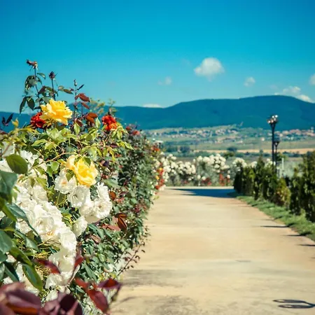 Summer Dream * Sunny Beach